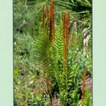 The Ferns of Florida by Gil Nelson