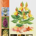 The Wild Orchids of North America by Paul Martin Brown