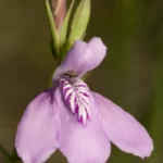 thickleaf waterwillow justicia crassifolia 2 1