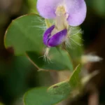 threeflower ticktrefoil flower grona triflora