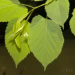 tilia americana var caroliniana flowers carolina basswood