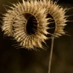 toothachegrass ctenium aromaticum 3