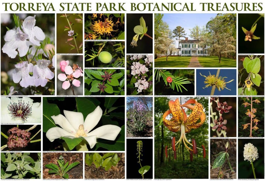 torreya state park botanical treasures print 1 1