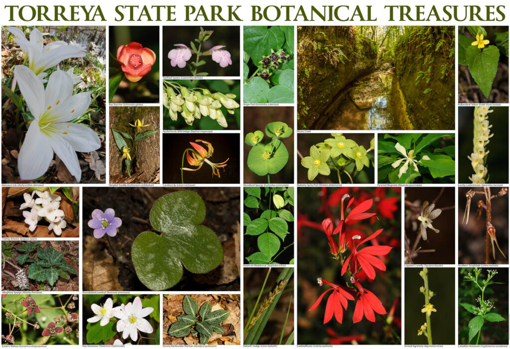 torreya state park botanical treasures print 2 1