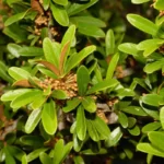 tough bully sideroxylon tenax