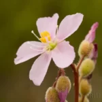 tracys dewthreads flower drosera tracyi