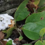 trailing arbutus epigaea repens
