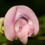 trailing fuzzybean flower strophostyles helvola