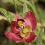 trailing ratany krameria lanceolata
