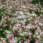 treats rainlilies zephyranthes atamasca var treatiae