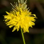tropical puff neptunia pubescens
