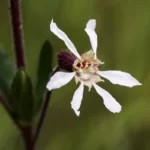 tropical waxweed cuphea aspera