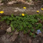 tufted yellow woodsorrel oxalis macrantha
