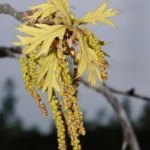 turkey oak catkins quercus laevis