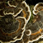 turkey tail or false turkey tail trametes versicolor