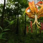 turkscap lily lilium superbum 2