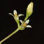 twining screwstem bartonia paniculata