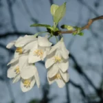 two wing silverbell halesia diptera