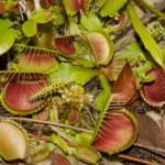 venus flytrap dionaea muscipula