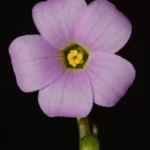 violet woodsorrel oxalis violacea 2