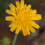 virginia dwarfdandelion krigia virginica 2