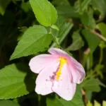 virginia saltmarsh mallow kosteletzkya pentacarpos