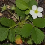 virginia strawberry fragaria virginiana