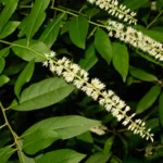 virginia willow itea virginica