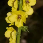 wand mullein verbascum virgatum