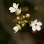 water pimpernel samolus ebracteatus