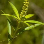water toothleaf stillingia aquatica