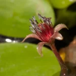 watershield brasenia schreberi