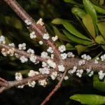 wax myrtle berries myrica cerifera