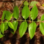 west indian mahogony swietenia mahagoni