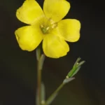 wests flax flower linum westii