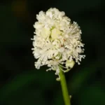 white baneberry actaea pachypoda