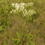 white indian plantain arnoglossum album 2