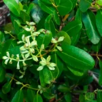 white mangrove flowers laguncularia racemosa