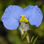 whitemouth dayflower commelina erecta