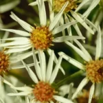 whitetop aster oclemena reticulata 2