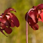 whitetop pitcherplant flowers sarracenia leucophylla