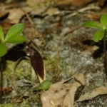 whorled pogonia pogonia verticillata