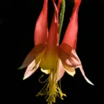 wild columbine aquilegia canadensis 2