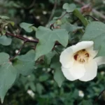 wild cotton gossypium hirsutum