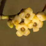 wild olive cartrema floridana