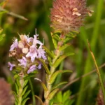 wild pennyroyal piloblephis rigida