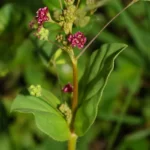 wineflower boerhavia diffusa