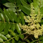 winged sumac flowers rhus copallinum
