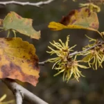 witchhazel hamamelis virginiana