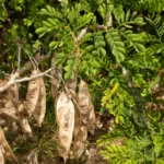 womans tongue albizia lebbeck